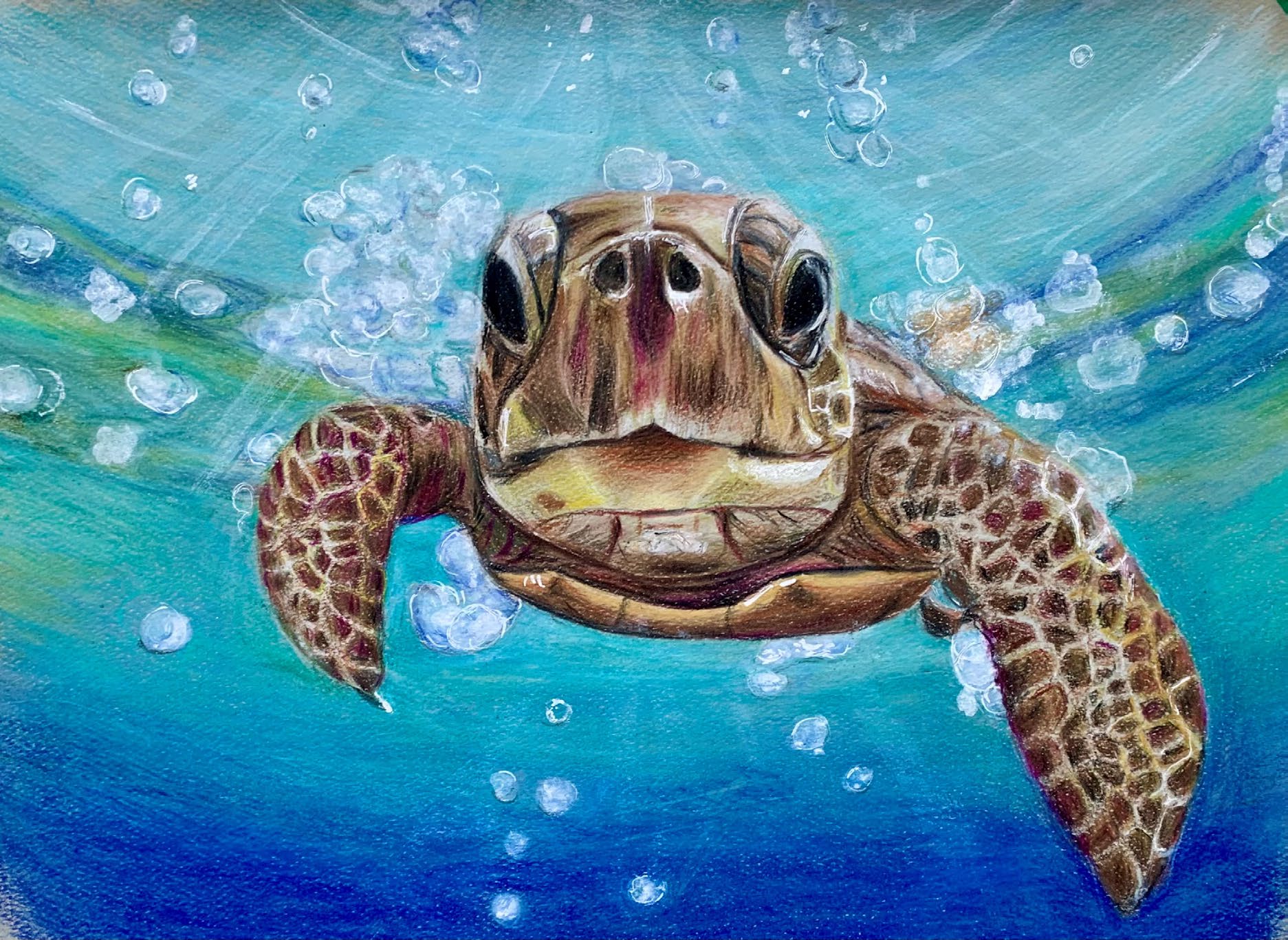 "Friendly turtle" is pastel and pencil piece created by Lori Abbazia.